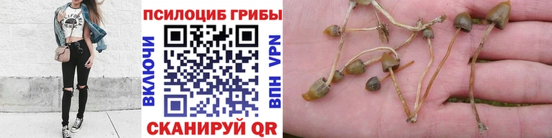 продажа наркотиков  Тавда  Псилоцибиновые грибы мицелий 